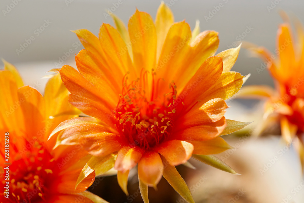 Close-up view of orange cactus  flower blooming in potted plant
 