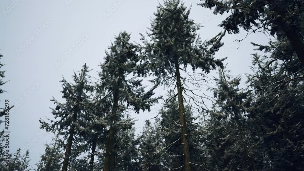 Pine trees covered with hoarfrost in the dark forest Pine trees covered with hoarfrost in the dark forest