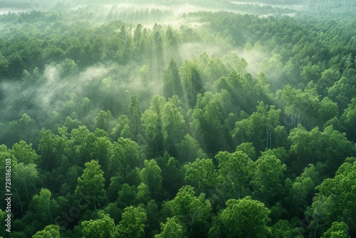 Aerial view of misty forest with sun rays in the morning