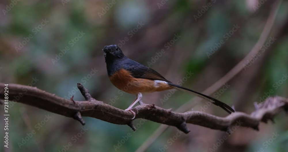 Perched on a vine facing to the left and then flies away to the right, White-rumped Shama Copsychus malabaricus, Thailand Perched on a vine facing to the left and then flies away to the right, White-rumped Shama Copsychus malabaricus, Thailand
