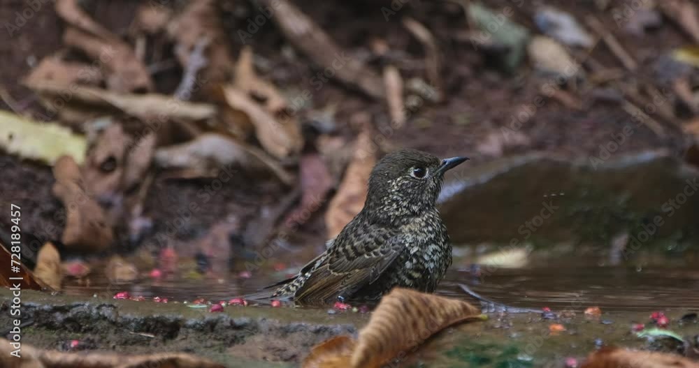 Facing to the right shaking it's feathers in the water as the camera zooms out, White-throated Rock Thrush Monticola gularis, THailand Facing to the right shaking it's feathers in the water as the camera zooms out, White-throated Rock Thrush Monticola gularis, THailand