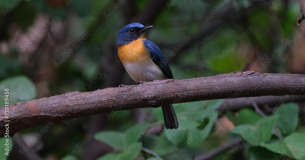 Camera zooms out while the bird looks to the right, Indochinese Blue Flycatcher Cyornis sumatrensis Male, Thailand Camera zooms out while the bird looks to the right, Indochinese Blue Flycatcher Cyornis sumatrensis Male, Thailand