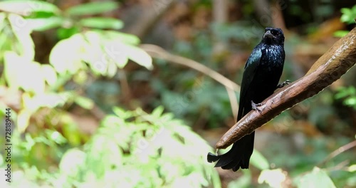 Camera zooms in while drinking water dripping from a branch, Hair-crested Drongo Dicrurus hottentottus, Thailand photo