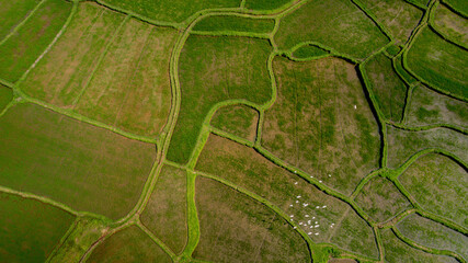 Fotobehang Groen Aerial view of lush green agricultural fields with distinctive patterns and winding pathways, showcasing rural farming landscape background  © fotogurme