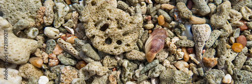 Close-up of various shapes and colors of coral fragments and pebbles on a beach, with a prominent sea snail shell in the center