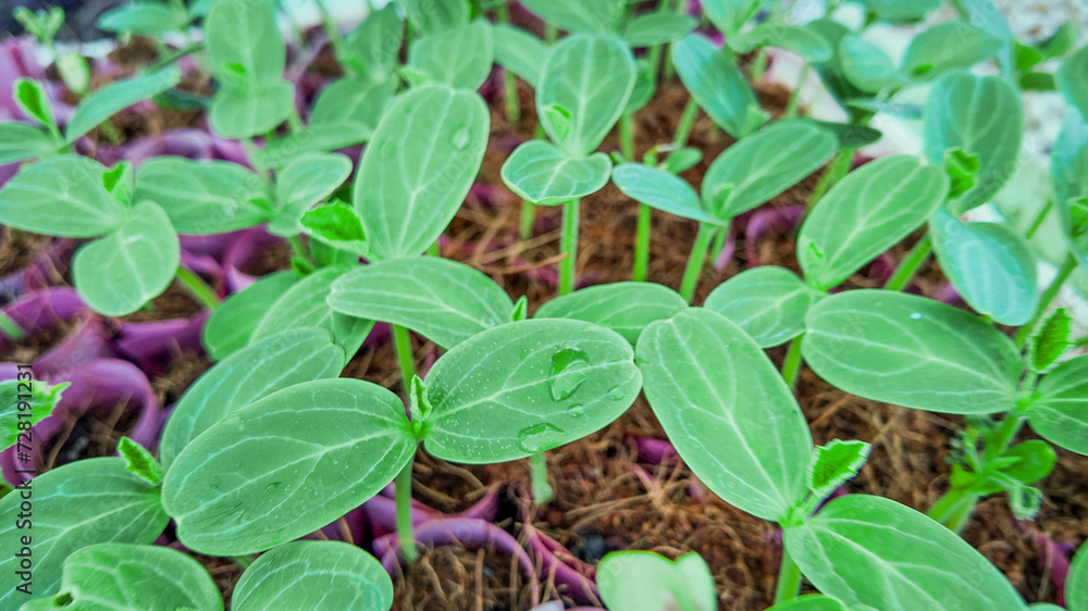 Close-up of vibrant green seedlings emerging from soil, representing growth or springtime concepts Close-up of vibrant green seedlings emerging from soil, representing growth or springtime concepts