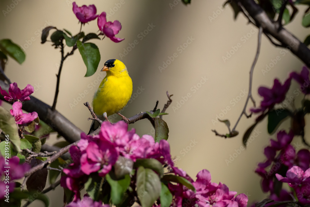 yellow bird on a branch - Goldfinch in a crabapple tree that is in bloom in Spring yellow bird on a branch - Goldfinch in a crabapple tree that is in bloom in Spring