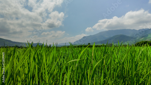 Lush green rice field with a mountainous backdrop under a partly cloudy sky  depicting rural tranquility and agricultural growth