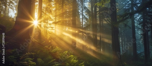Mesmerizing Mt. Hood: Majestic Sun Rays Through Towering Trees on Mt. Hood