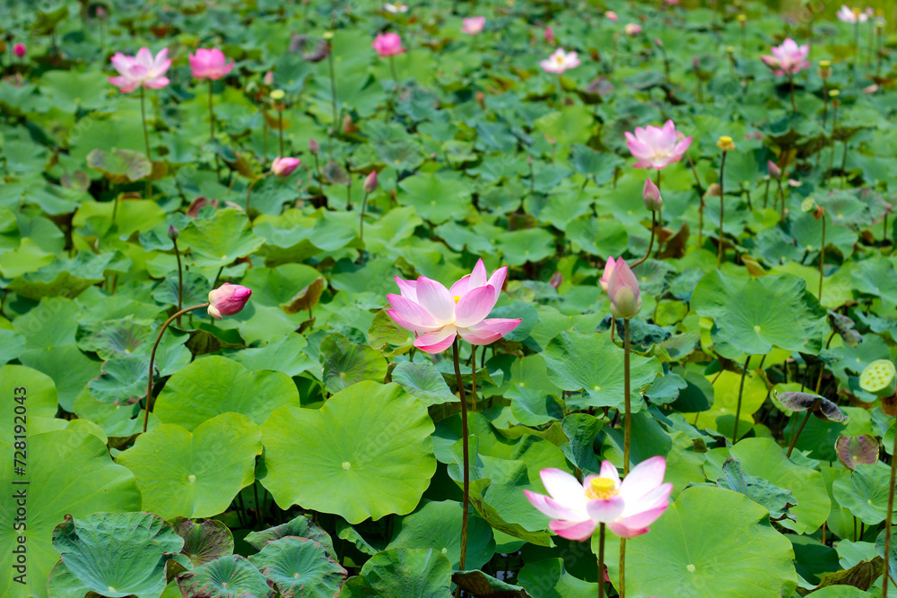 Pink lotus flower blooming in pond with green leaves. Lotus lake, beautiful nature background. Pink lotus flower blooming in pond with green leaves. Lotus lake, beautiful nature background.