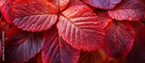 Beautiful Red Hazel Leafs in Close-Up  Stunningly Beautiful Reds and Hazels in a Close-Up View of Leaf Structures