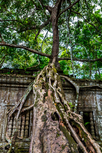 The ancient ruins and huge old tree roots.Stone wall covered by big tree root at Beng Mealea or Bung Mealea temple in Angkor complex,Siem Reap,Cambodia