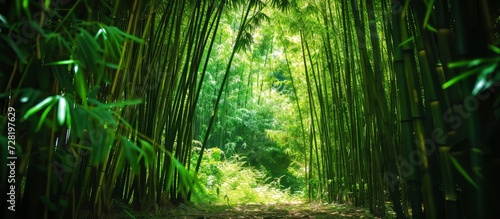 Enchanting Bamboo Forest in Chaguaramas  Trinidad  WI  A Serene Oasis of Bamboo in the Tranquil Forest