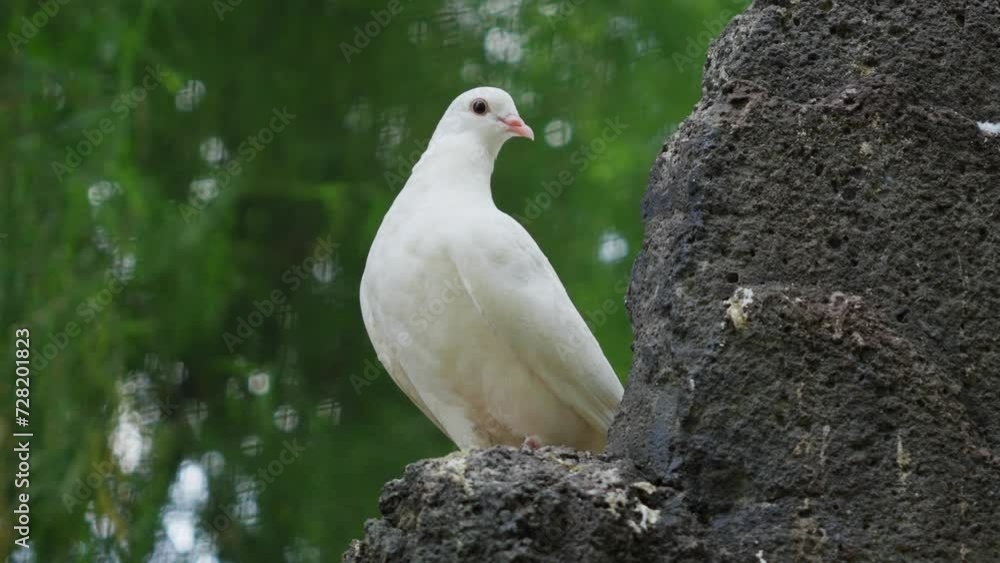 White dove perched on rocky surface with blurred green background, conveying a sense of peace White dove perched on rocky surface with blurred green background, conveying a sense of peace