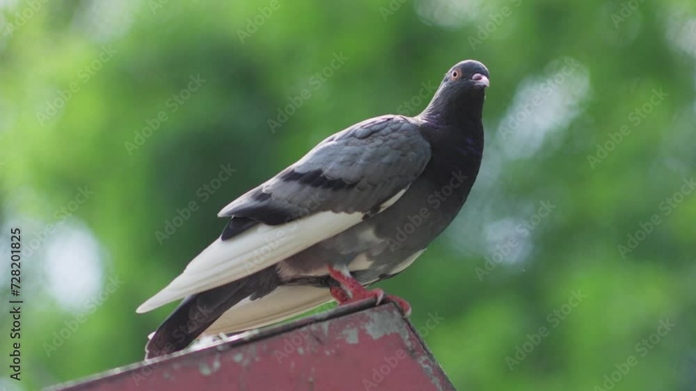 Close-up of a rock dove perched outdoors with a blurred green background Close-up of a rock dove perched outdoors with a blurred green background