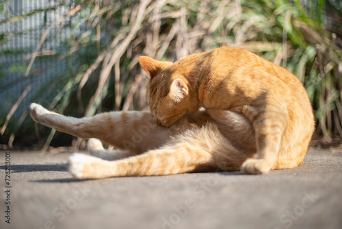 Cute ginger cat lying in the sun. Selective focus.