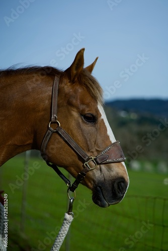 portrait of a horse © Maximilien