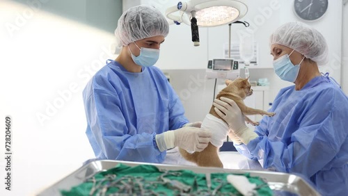 Little chihuahua with bandaged belly standing on operating table in surgical room of veterinary clinic with professional veterinarians, waiting for postoperative examination photo