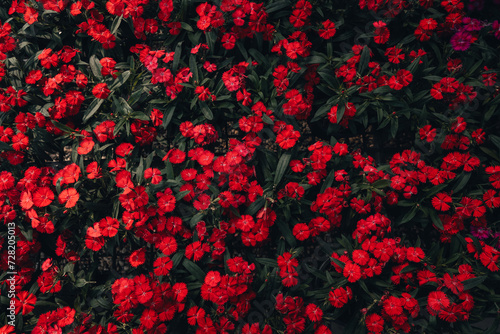 Flowers in the greenhouse,Dark red flower pattern © artrachen