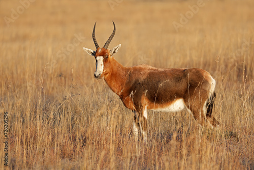 A blesbok antelope  Damaliscus pygargus  in grassland  Mountain Zebra National Park  South Africa.