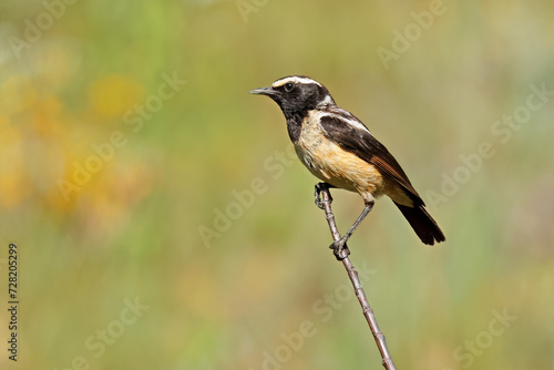 A male buff-streaked chat (Campicoloides bifasciata) perched on a branch, South Africa.