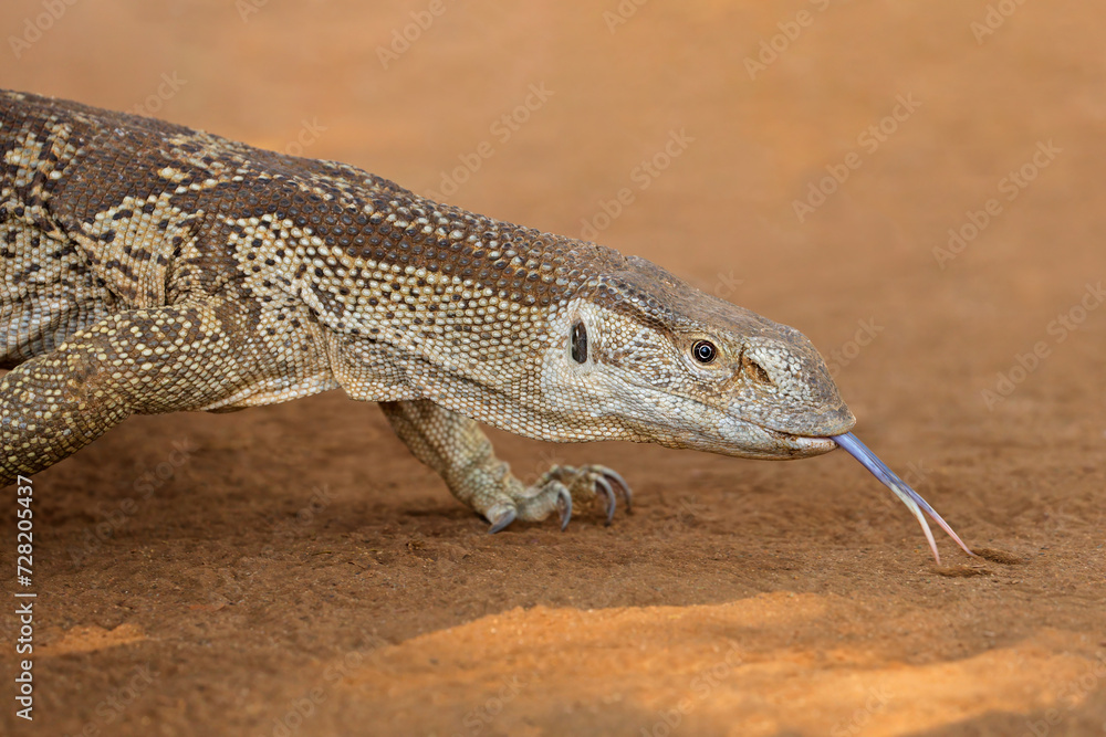 Naklejka premium Portrait of a rock monitor (Varanus albigularis), Kruger National Park, South Africa.