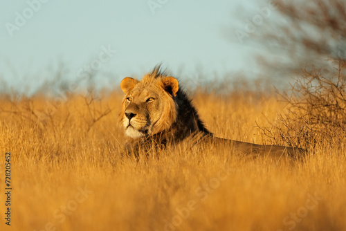 Big male African lion  Panthera leo  in early morning light  Kalahari desert  South Africa.