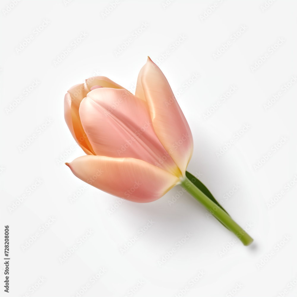 Elegance in Bloom, Tulip on White