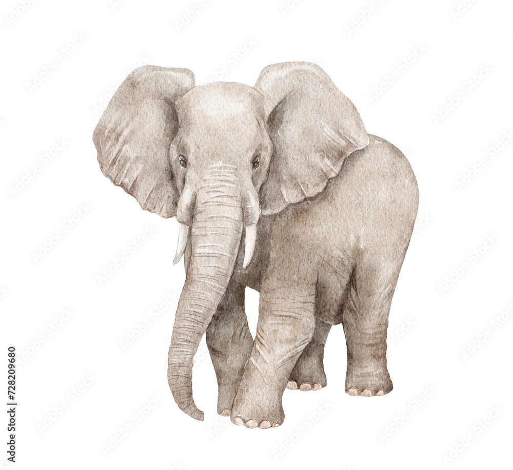 Fototapeta premium Watercolor realistic elephant isolated on white background.