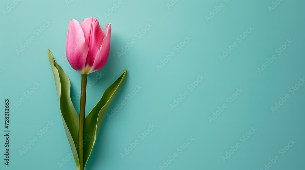 a Pink gradient Tulips on soft pastel turquoise background, Copy space, mockup, Top view. flat lay style. a Pink gradient Tulips on soft pastel turquoise background, Copy space, mockup, Top view. flat lay style.
