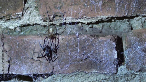 Male and female Southern crevice spider mating on a wall at night. photo
