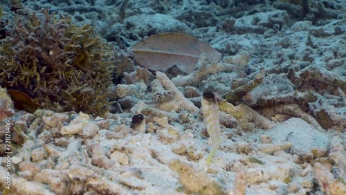 Two little fish at the bottom of the sea. Two Yellowbarred Jawfish (Opistognathus randalli) fights for the nest photo