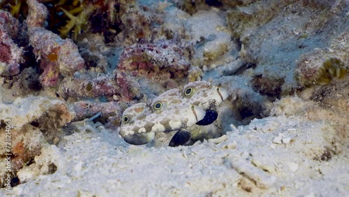 Two little fish Signal Goby (Signigobius biocellatus) looking for predators by moving up and down at the reef bottom. photo