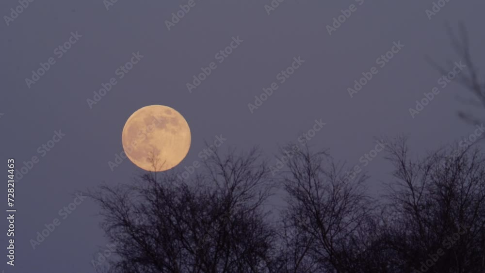 Moody Dramatic View of Golden Full Moon Rising Over Trees at Dusk in the Sky Moody Dramatic View of Golden Full Moon Rising Over Trees at Dusk in the Sky