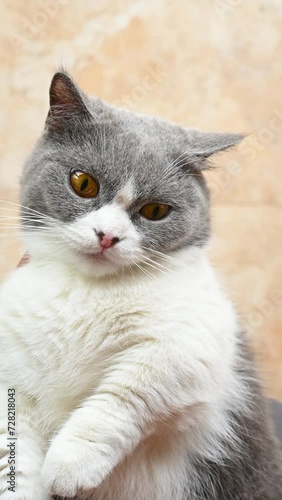 a cute british shorthair cat with different funny hand drawn emojis or expressions at vertical composition