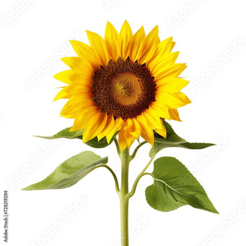 Plant of sunflower isolated on transparent PNG background  Generative ai