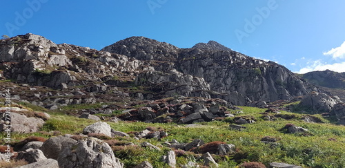flock of sheep in the mountains
