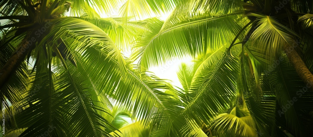 Fototapeta premium Lush and Vibrant: Bright Green Coconut Tree Texture on Background