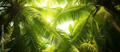 Lush and Vibrant  Bright Green Coconut Tree Texture on Background