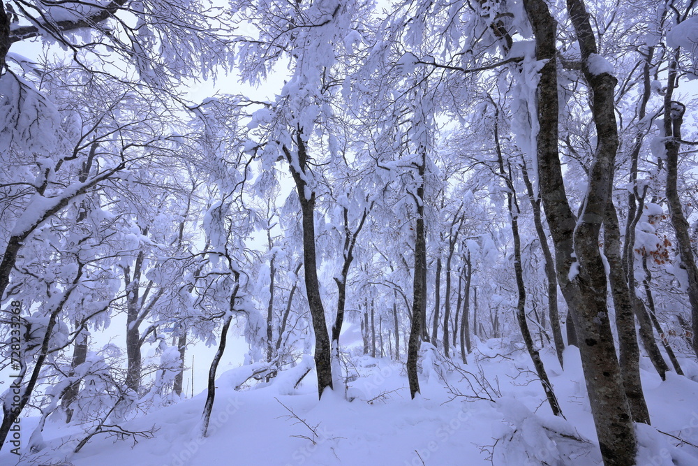 Fototapeta premium Japanese Winter Scene at Zao Zaoonsen Yamagata in the northeastern region of Japan 