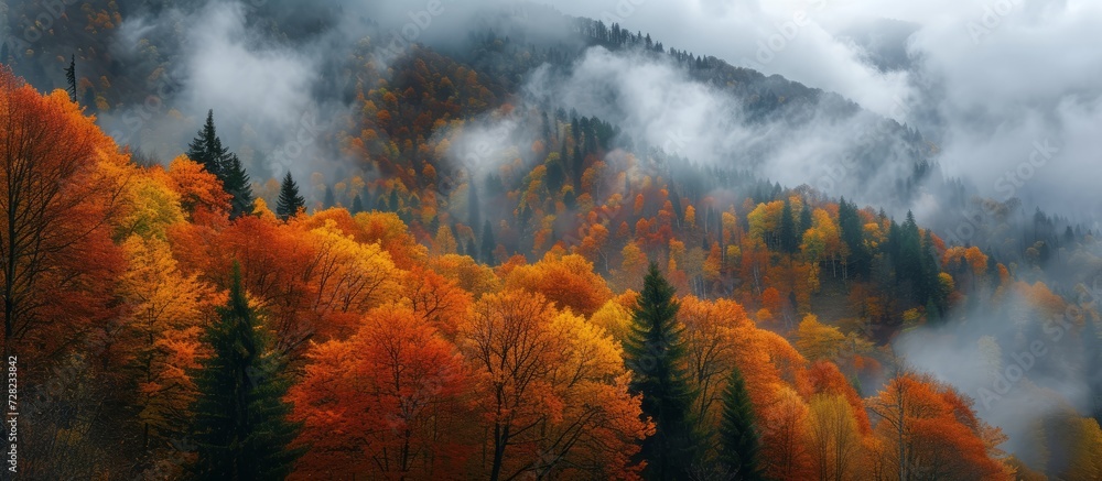 Fototapeta premium Autumn Forest in the Breathtaking North Caucasus: A Mesmerizing Display of Autumn Colors and Tranquility in the Forests of North Caucasus