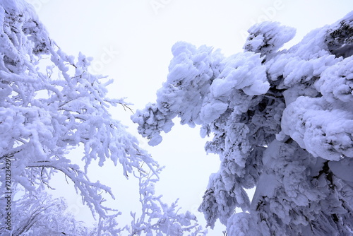 Japanese Winter Scene at Zao Zaoonsen Yamagata in the northeastern region of 
Japan
 photo