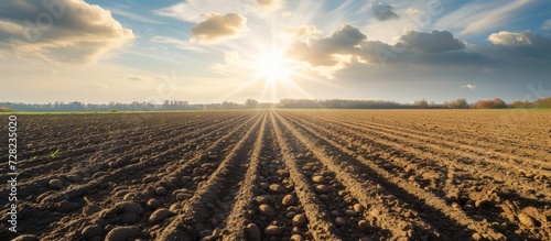 Plowed Potato Field Under the Vast Sky: A Stunning Image of a Plowed Potato Field Stretching Endlessly into the Sky