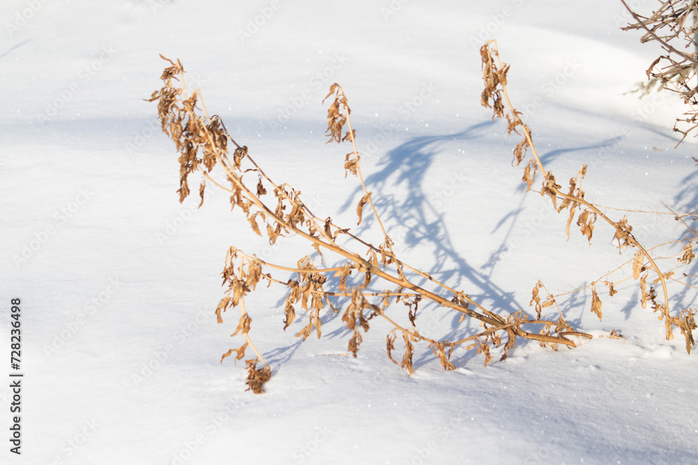 Dry bushes of grass are visible in the winter snow.
