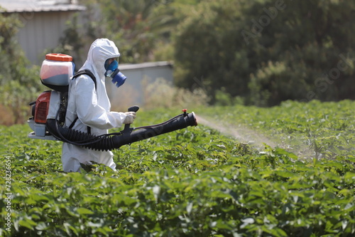 spraying pesticide on the cabbage field