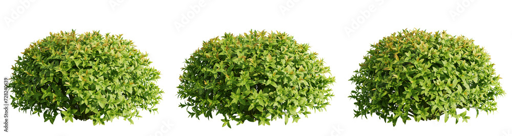 Obraz premium Plant and leaves isolate transparent background.3d rendering PNG