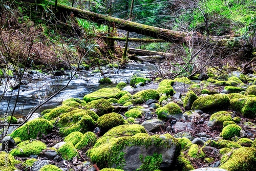 Garberville, United States - February 15 2020: a small creek or river with fast and clear water in the redwoods with falls and mossy rocks photo