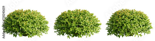 Plant and leaves isolate transparent background.3d rendering PNG