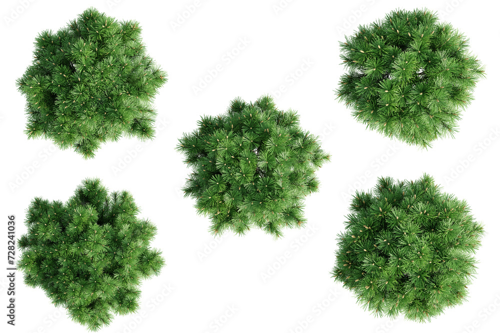 Fototapeta premium Top view pinus mugo pumilio tree isolate transparent background.3d rendering PNG