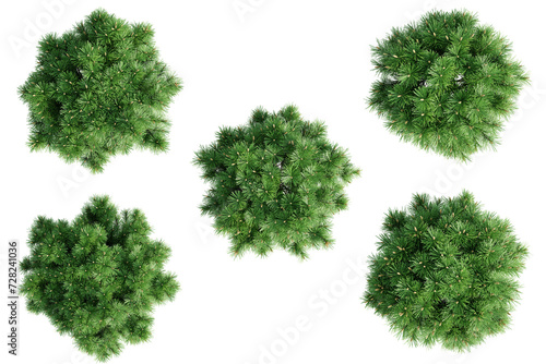 Top view pinus mugo pumilio tree isolate transparent background.3d rendering PNG photo